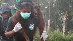 Gli-Orfani-dellolio-di-Palma-1