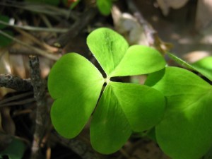 Oxalis_acetosella_blatt