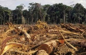deforestazione