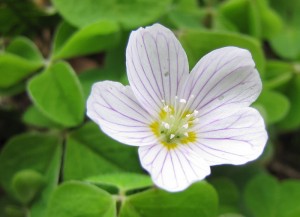 oxalis-acetosella
