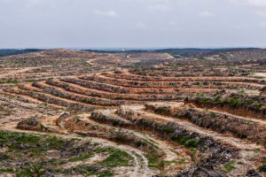 piantagioni-palma-olio