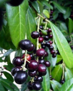 piccole-ciliegie-nere-alloro