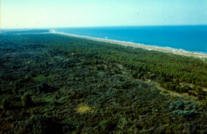 pineta nel ravennate