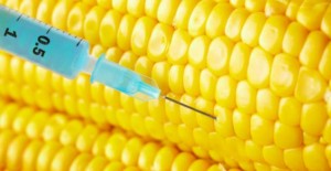 mais_ogm_monsanto