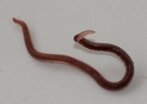anisakis-2_thumb