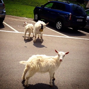 10514611_10203445770417266_4721236292275767469_n