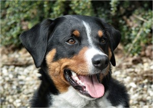 appenseller sennenhond